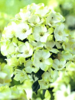 Флокс Джейд (Jade) метельчатый