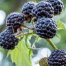 Малина Черноплодная Блэк Джевел купить с доставкой