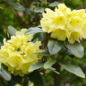 Рододендрон Японский Желтый купить с доставкой