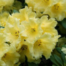 Рододендрон Японский Желтый купить с доставкой