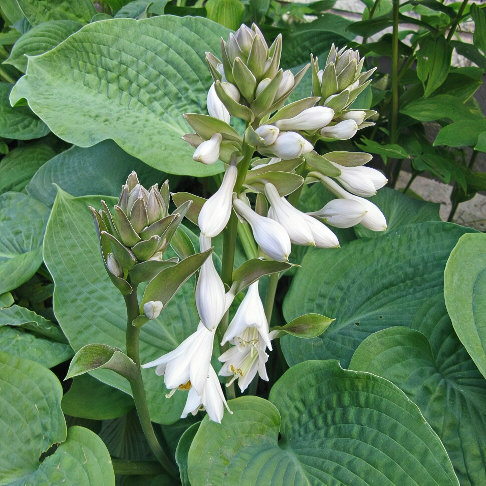 Хоста Элеганс (Elegans) [L] купить с доставкой