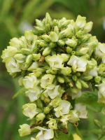 Флокс Бабье Лето (Babje Leto) метельчатый