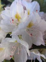 Рододендрон Канадский белый (f. Album)