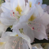 Рододендрон Канадский белый (f. Album) купить с доставкой