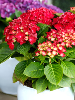 Гортензия Форевер энд Эвер Ред (Forever and Ever Red) крупнолистная
