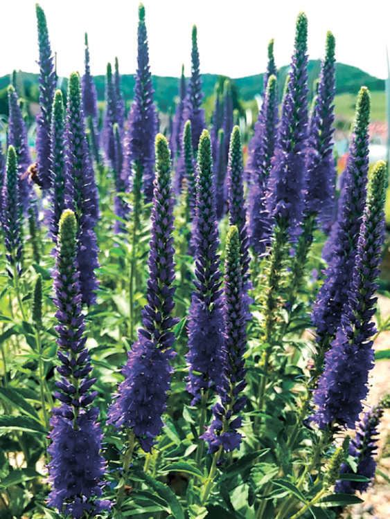 Вероника Анниверсари Блю (Anniversary Blue) купить с доставкой