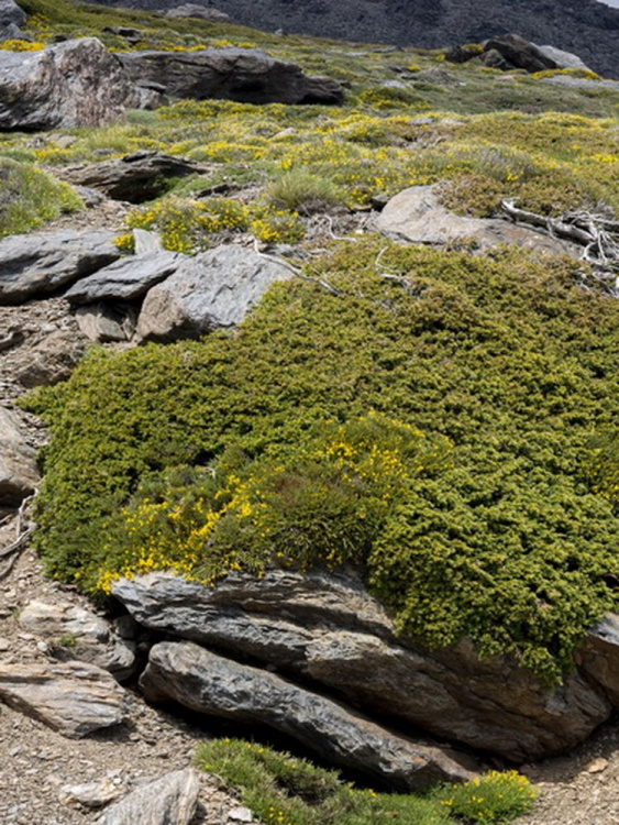 Можжевельник Альпина (Alpina) горизонтальный купить с доставкой