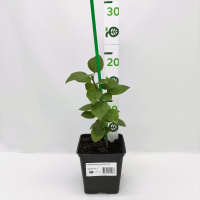 Сирень Красавица Москвы