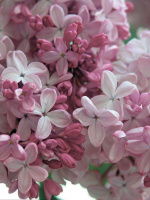 Сирень Аделина