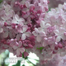 Сирень Аделина