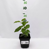 Сирень Василий Теркин