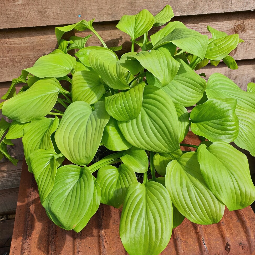 Хоста Тортилла Чип (Tortilla Chip) [M] купить с доставкой