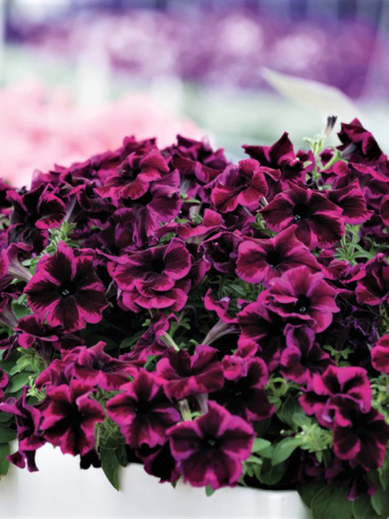 Петуния вегетативная Космик Перпл (Go! Tunia Cosmic Purple) купить с доставкой