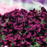 Петуния вегетативная Космик Перпл (Go! Tunia Cosmic Purple)
