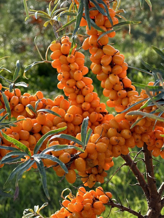 Облепиха Чуйская купить с доставкой