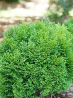 Туя западная Литл Гиант (Little Giant)