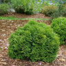 Туя западная Литл Гиант (Little Giant) купить с доставкой