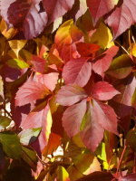 Виноград девичий Ред Уолл (Red Wal)