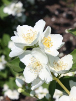 Чубушник Алебастр