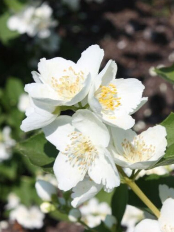 Чубушник Алебастр купить с доставкой