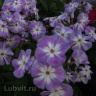 Флокс Лунный камень купить с доставкой
