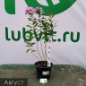 Флокс Лунный камень купить с доставкой
