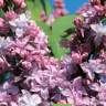 Сирень Катюша
