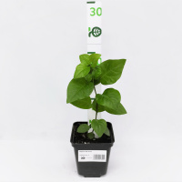 Сирень Катюша