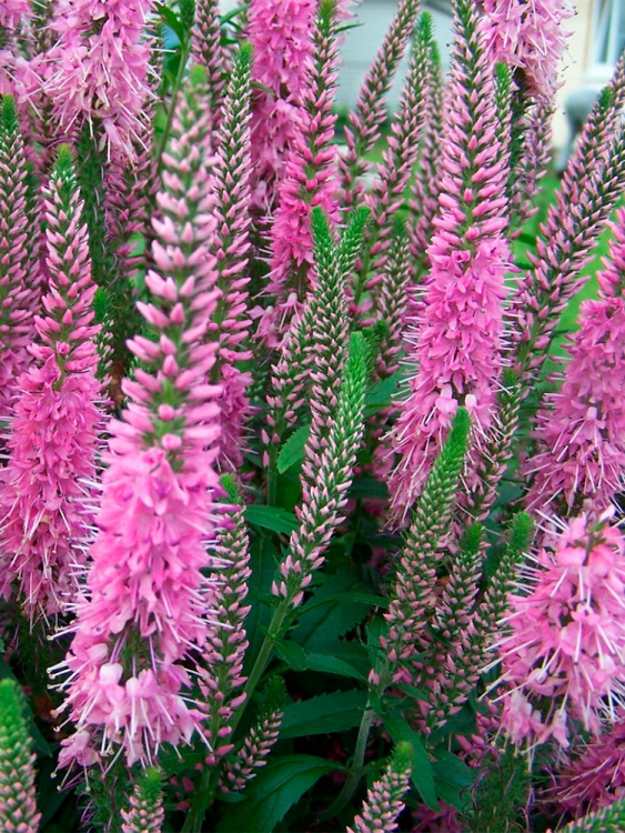 Вероникаструм Фасцинэйшн (Fascination) купить с доставкой