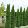 Туя западная Пирамидалис Компакта (Pyramidalis Compacta) купить с доставкой