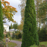 Туя западная Пирамидалис Компакта (Pyramidalis Compacta)
