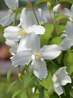 Чубушник Балет Мотыльков