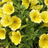 Петуния вегетативная Сюрпрайз Канари Еллоу (Surprise Canary Yellow)