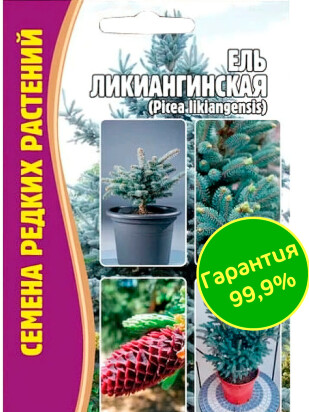 Ель Ликиангинская [Семена редких растений]
