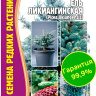 Ель Ликиангинская [Семена редких растений] купить с доставкой