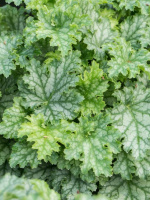 Гейхера Лайм Свиззл (Lime Swizzle)