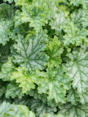 Гейхера Лайм Свиззл (Lime Swizzle)