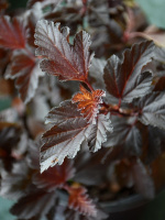 Пузыреплодник Файрсайд (Fireside)