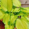 Хоста Амалия (Amalia) [L] купить с доставкой