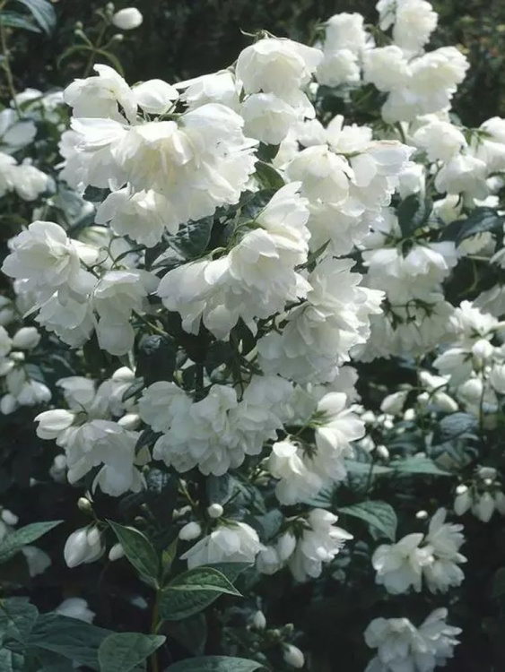 Чубушник Снежная Буря купить с доставкой