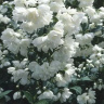 Чубушник Снежная Буря купить с доставкой