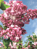 Сирень Маршал Баграмян