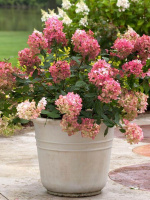 Гортензия Файер Лайт (Fire Light) метельчатая