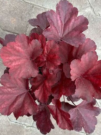 Гейхера Роял Руби (Royal Ruby) купить с доставкой