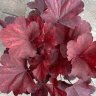 Гейхера Роял Руби (Royal Ruby)