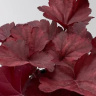 Гейхера Роял Руби (Royal Ruby) купить с доставкой