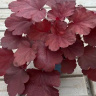 Гейхера Роял Руби (Royal Ruby) купить с доставкой