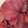 Гейхера Роял Руби (Royal Ruby) купить с доставкой