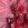 Гейхера Роял Руби (Royal Ruby) купить с доставкой
