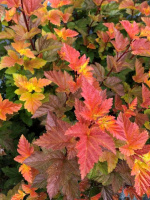 Пузыреплодник Мэджик Болл (Magic Ball)